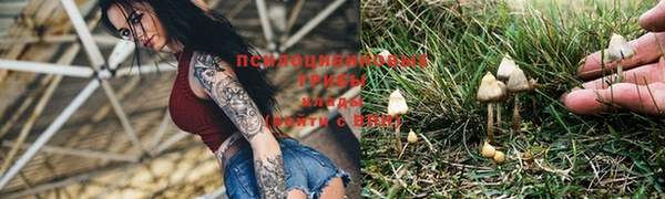 PSILOCYBIN Алексеевка